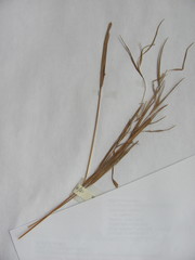 Andropogon virginicus virginicus
