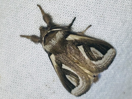 Lymantriidae image