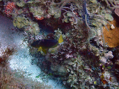 Hypoplectrus aberrans