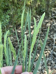 Phalaris paradoxa