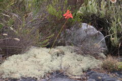 Disa ferruginea