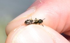 Lasioglossum nitidulum