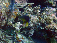 Hypoplectrus aberrans