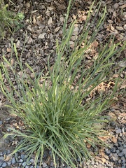 Phalaris paradoxa