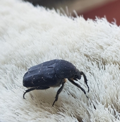 Protaetia morio