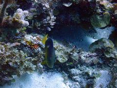 Hypoplectrus aberrans