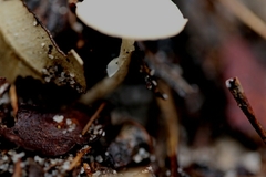 Leucoagaricus ooliekirrus
