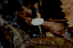 Leucoagaricus ooliekirrus