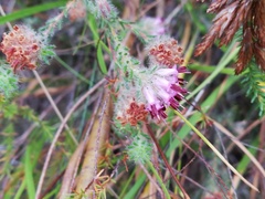 Erica barbigeroides