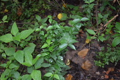 Eugenia uniflora