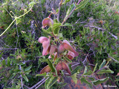 Bridgesia incisifolia