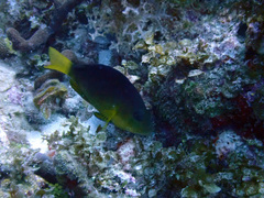 Hypoplectrus aberrans