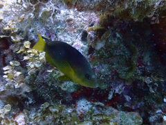 Hypoplectrus aberrans