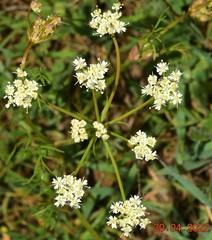Bunium pachypodum