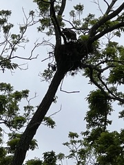 Buteo lineatus texanus