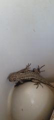 Sceloporus occidentalis