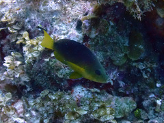 Hypoplectrus aberrans