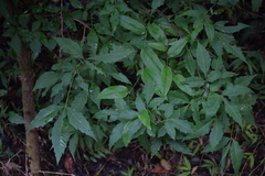 Allophylus edulis