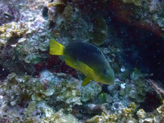 Hypoplectrus aberrans