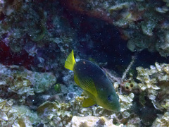 Hypoplectrus aberrans