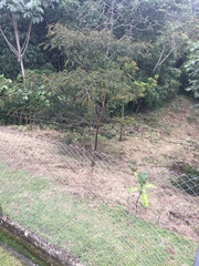 Pseudosamanea carbonaria