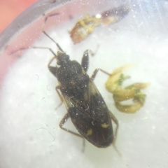 Eremocoris podagricus