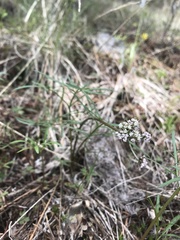 Lomatium geyeri