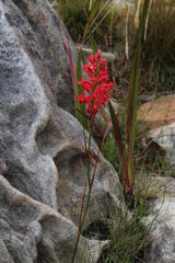 Tritoniopsis triticea