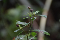 Sida rhombifolia
