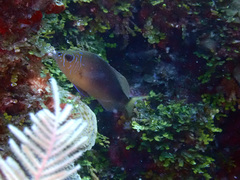 Hypoplectrus randallorum