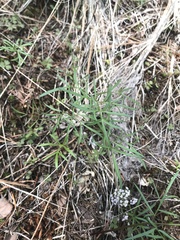 Lomatium geyeri