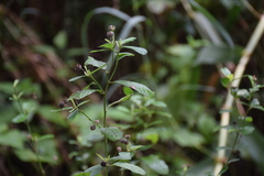 Sida rhombifolia