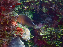 Hypoplectrus randallorum