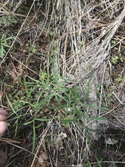 Lomatium geyeri