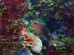 Hypoplectrus randallorum