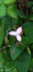 Marcetieae