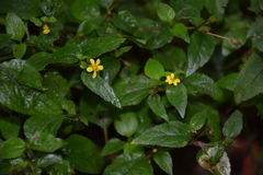 Angiospermae