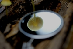 Pluteus hubregtseorum