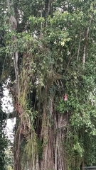 Ficus americana