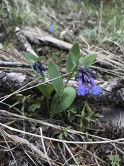 Mertensia longiflora