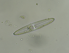 Trachyneis