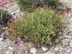 Erythrostemon angulatus