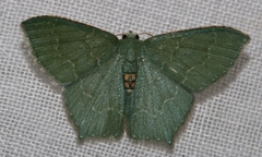 Hemithea tritonaria