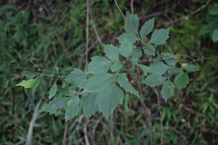Angiospermae