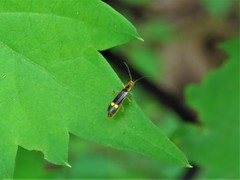 Malthinus occipitalis