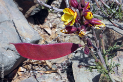 Erythrostemon angulatus