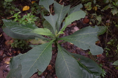 Solanum riparium