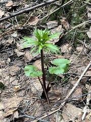 Ranunculus cassubicus