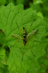 Ctenophora flaveolata