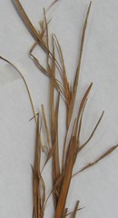 Andropogon virginicus virginicus